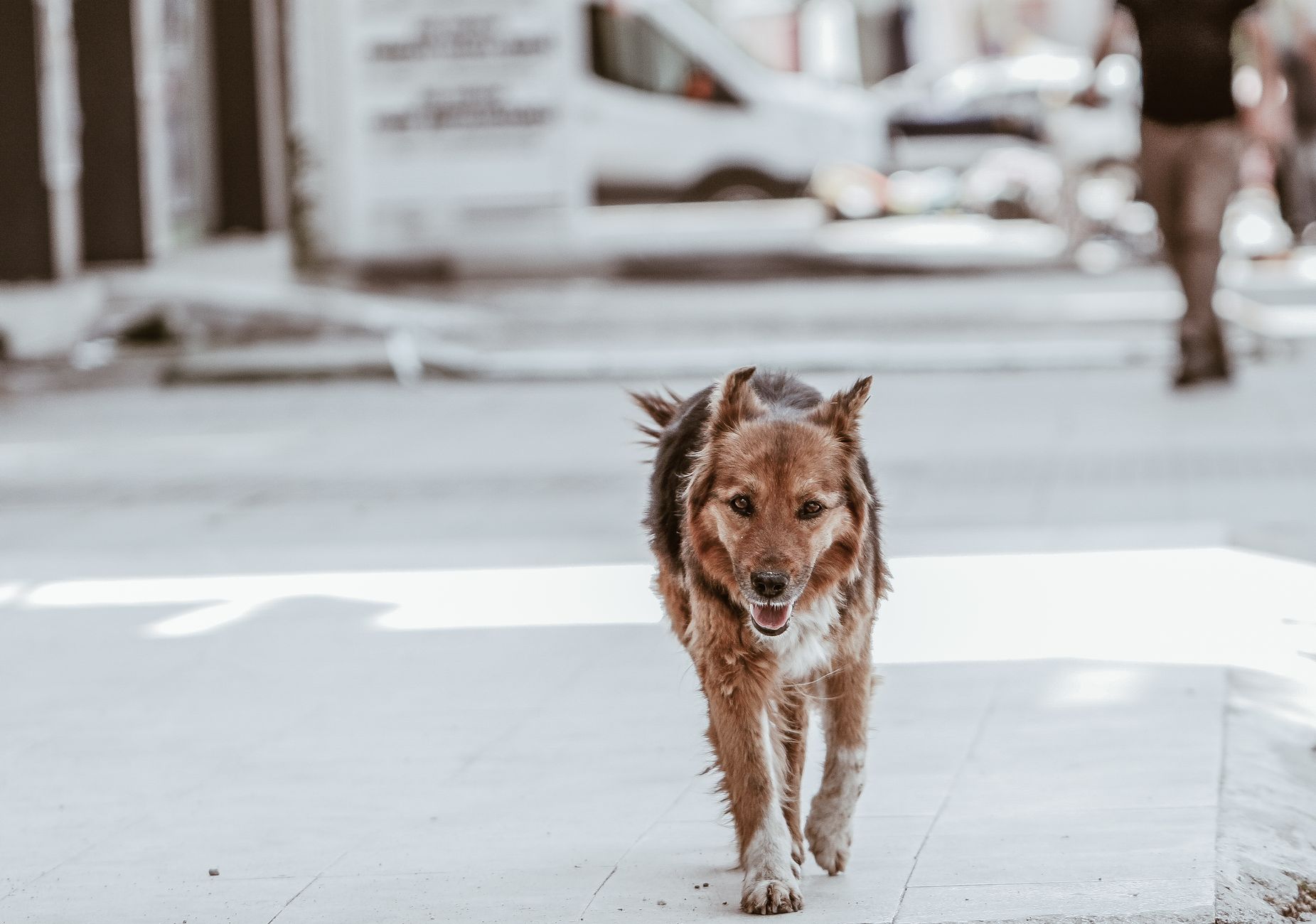 El perro del barrio
