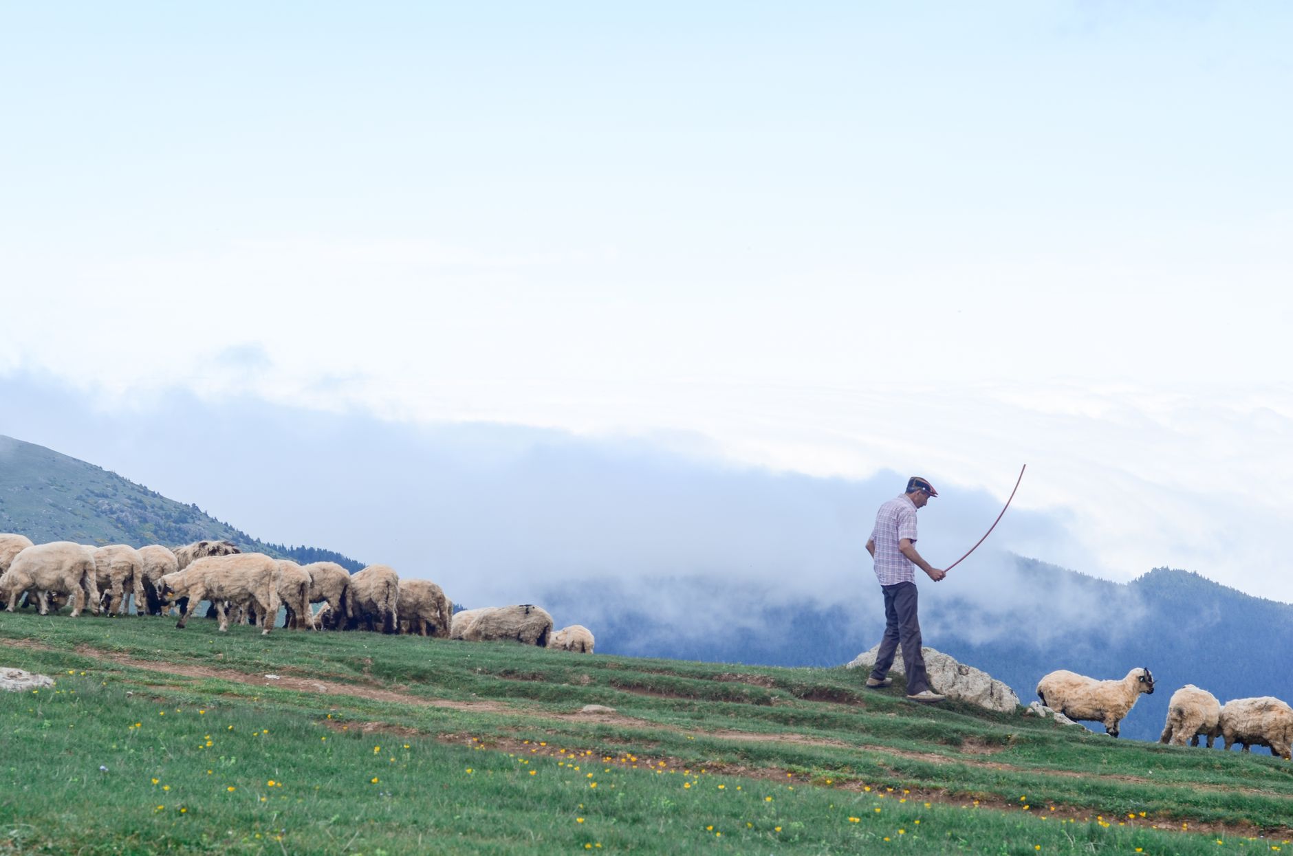 One Sheep Short