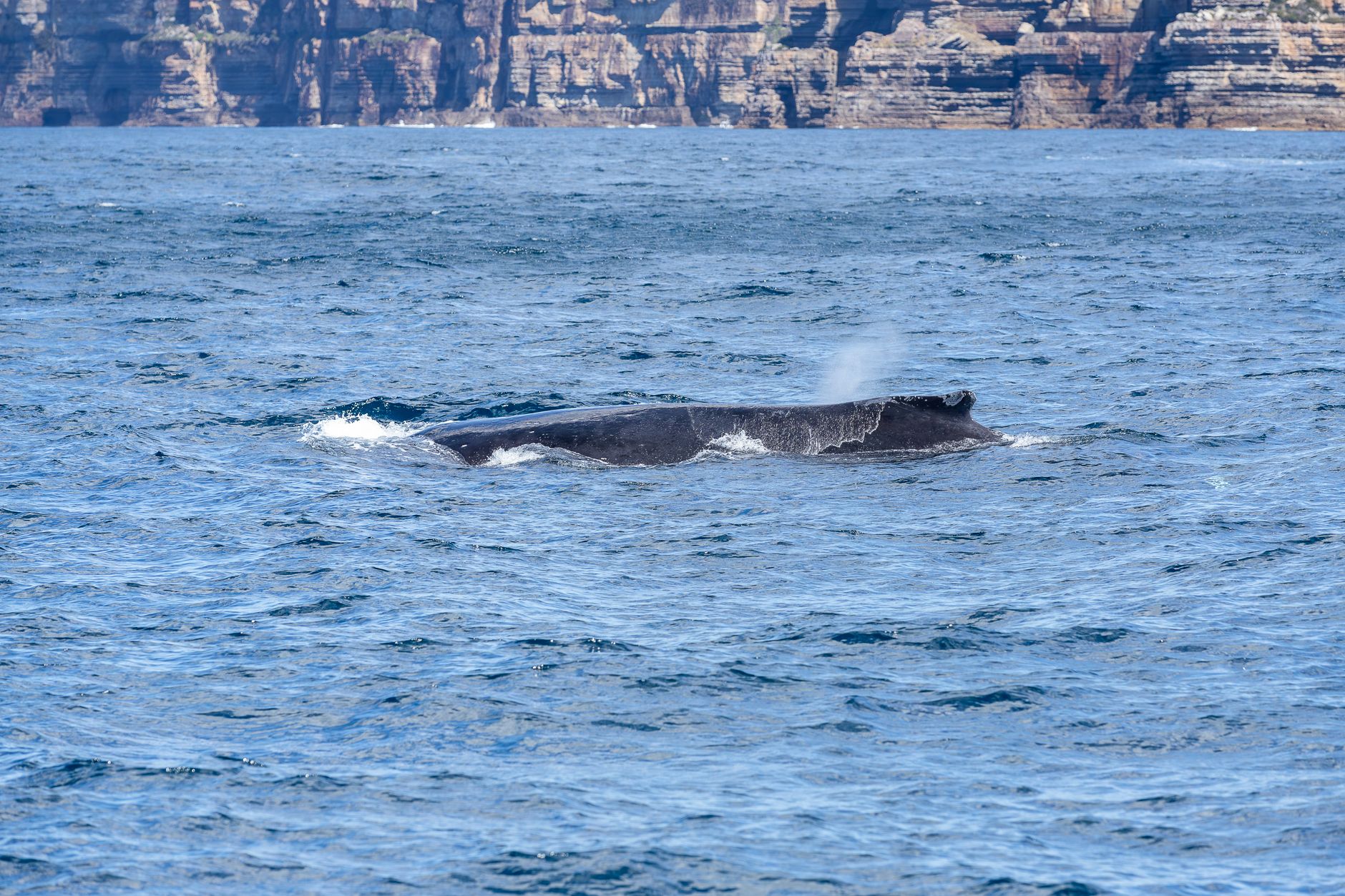 The Whale on the Beach