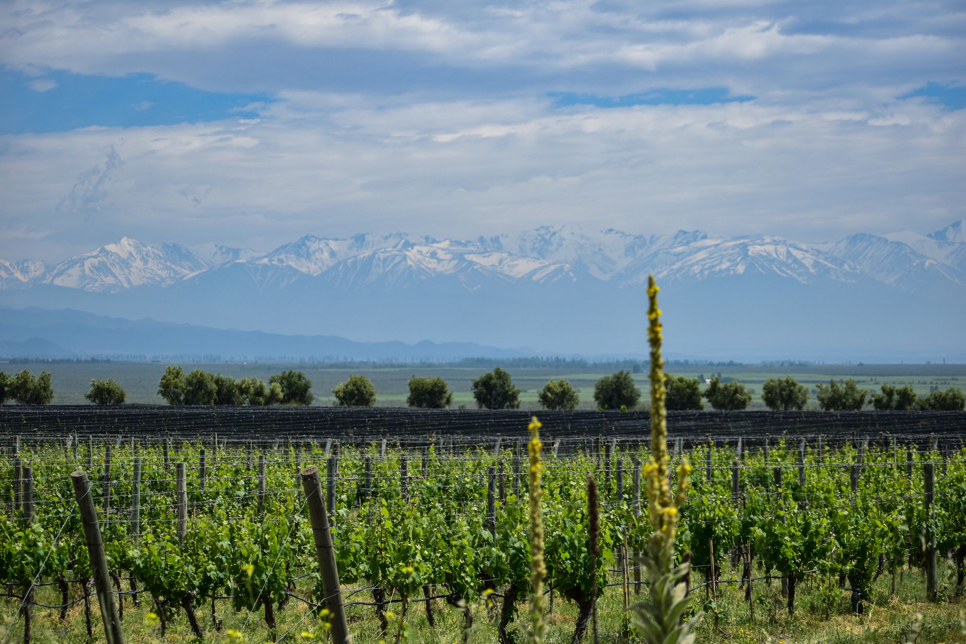 Un viaje a Mendoza