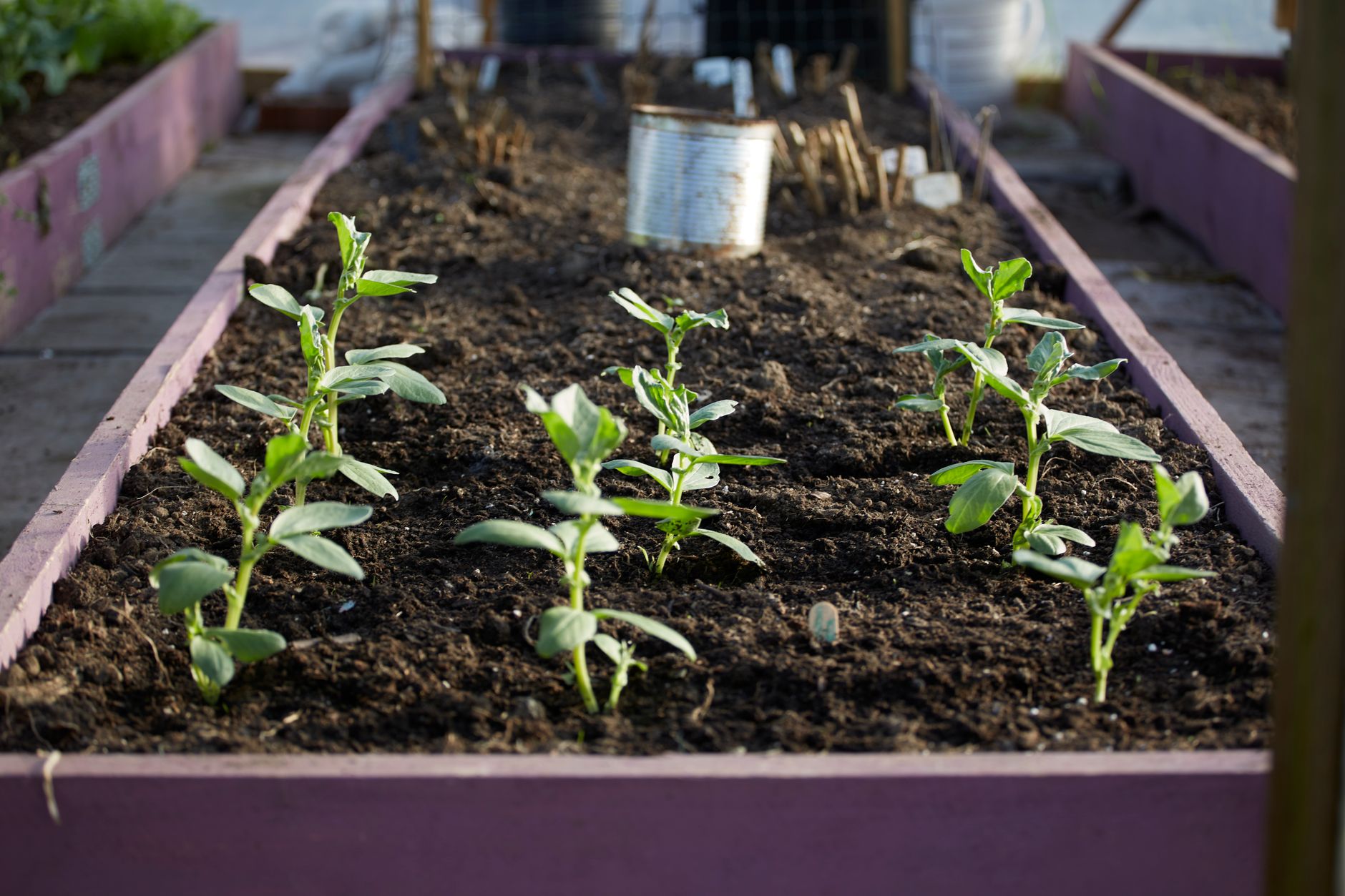 Wer hat den Garten zerstört?